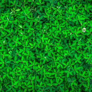 groenonderhoud bedrijvenpark - planten kantoor